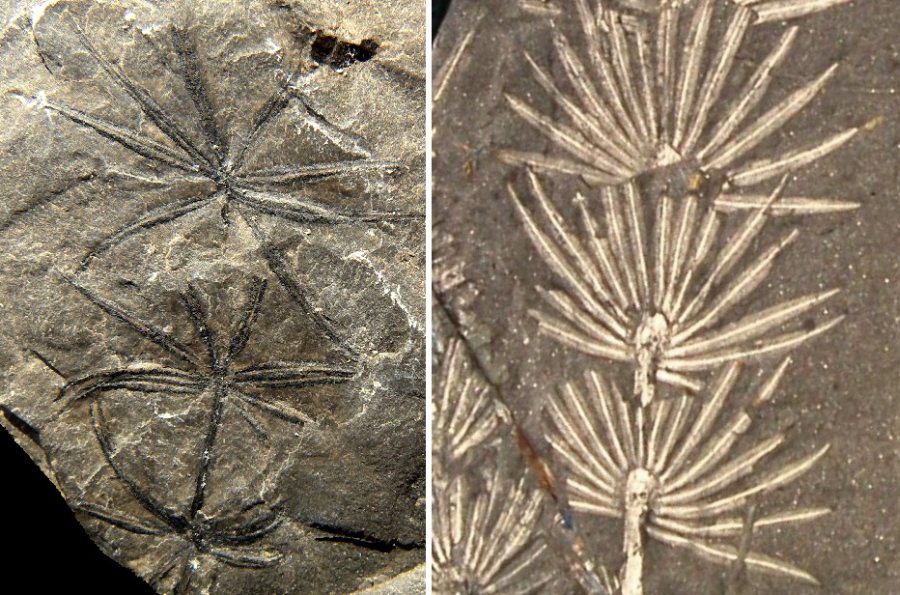 Annularia en Asterophyllites